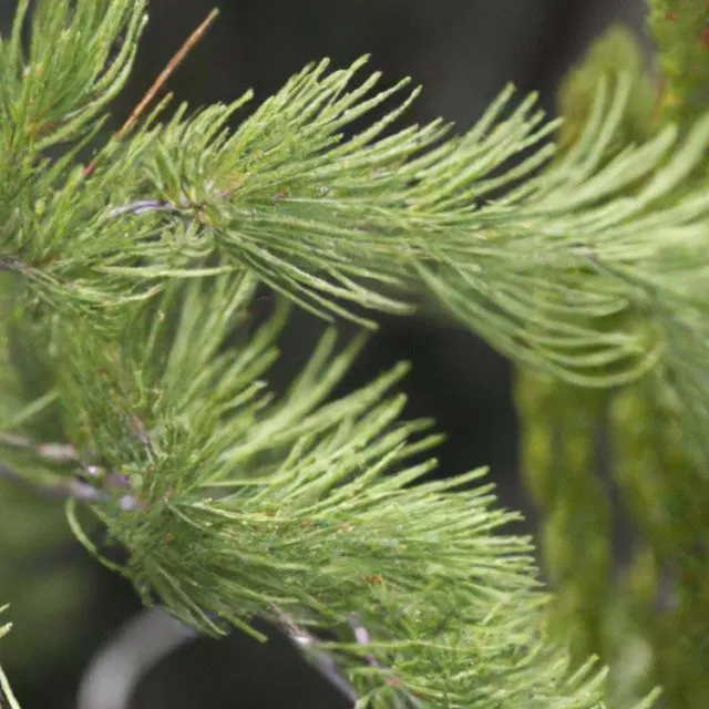 Grzybica skóry – jak ją leczyć?